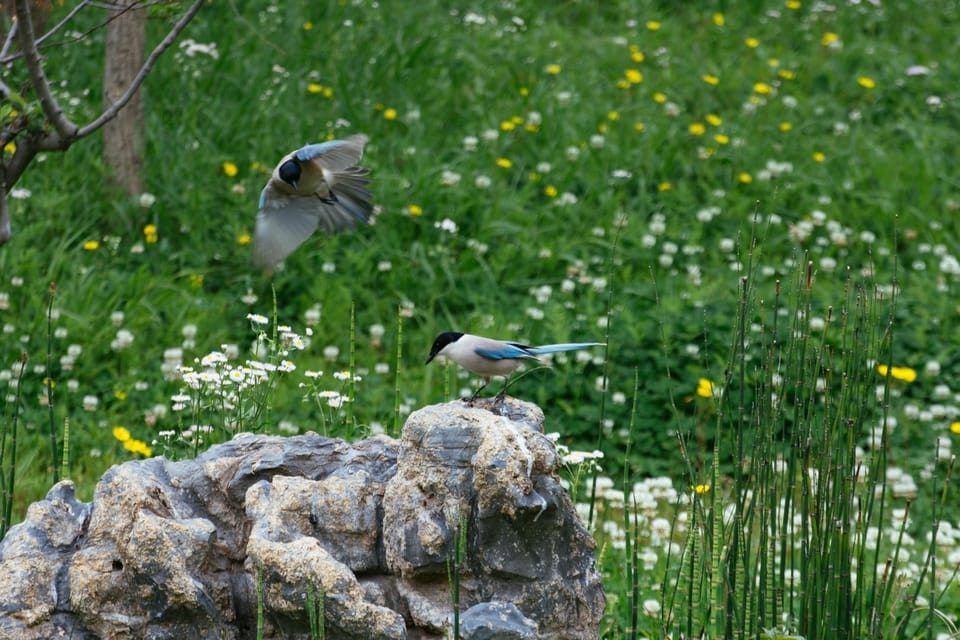 noms des oiseaux