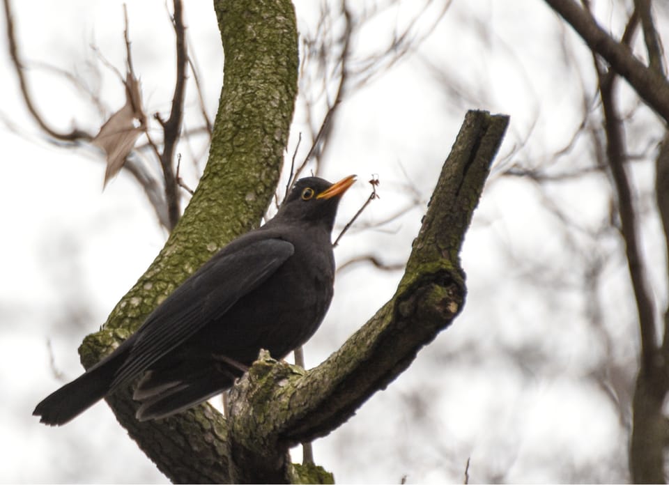 noms perdus des oiseaux